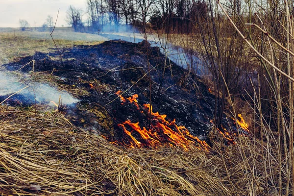 Від спалювання сухої трави вбивають комах, їжаків і кроликів — стокове фото