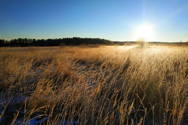 Morning sunrise above a field with high grass, which covered the frosty frost — Stock Photo, Image