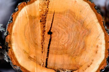 Bir ağacın kesim, her yerde bir ağacın yaşam halkası, bir doku, bir arka plan, doğal bir