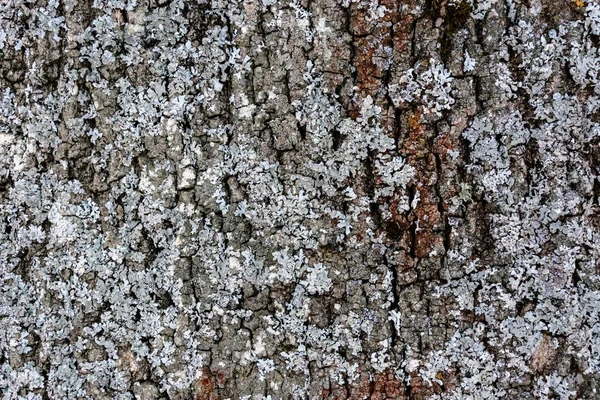 Musgo cinzento na crosta de uma árvore, textura, fundo — Fotografia de Stock