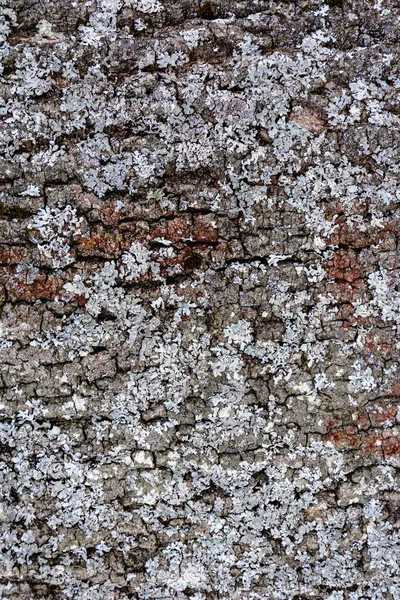 Gray moss on the crust of a tree, texture, background — Stock Photo, Image