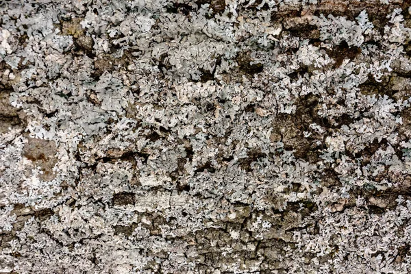 Muschio grigio sulla crosta di un albero, texture, sfondo — Foto Stock