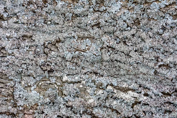 Gray moss on the crust of a tree, texture, background — Stock Photo, Image