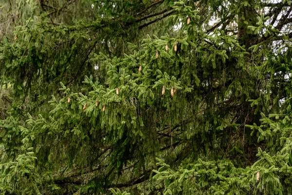 Textura detalhada da floresta de coníferas na colina de perto, Fundo de topos de árvores na montanha . — Fotografia de Stock