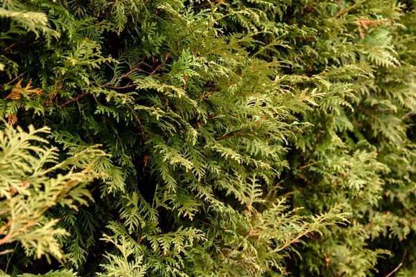 Struttura dettagliata della foresta di conifere sulla collina da vicino, sfondo delle cime degli alberi sul fianco della montagna . — Foto Stock