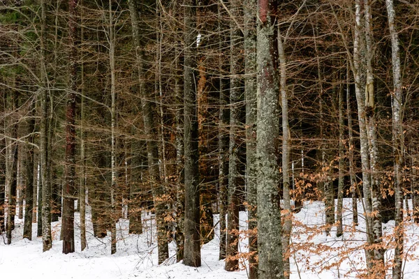 Textura detalhada da floresta de coníferas na colina de perto, Fundo de topos de árvores na montanha . — Fotografia de Stock