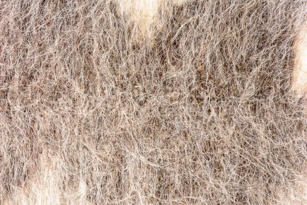 白色羊毛纹理背景, 天然蓬松的毛皮羊毛羊毛皮肤纹理. — 图库照片