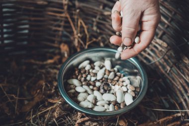 Kadınların elleri tohumları kabuklardan seçer, fasulyeler beyazdır..