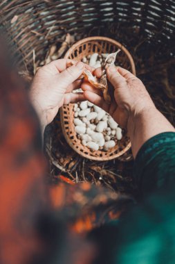 Beyaz fasulye mahsulünün aşamaları: Aynı bitkinin hazır kuru fasulye ile kuru açılmamış ürün.