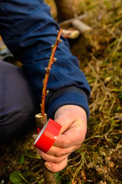 Woman wraps a graft tree with an insulating tape in the garden to detain the damp in it in close-up clipart