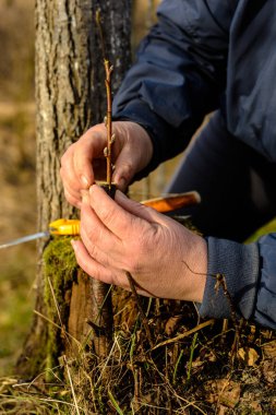 Bir kadın bir meyve ağacı bahçede yapar ve genç bir dal ekler