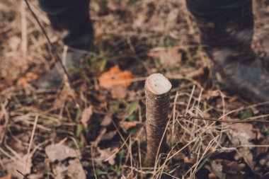 Bahçıvan taze kütük üzerinde genç meyve ağacı aşılama için genç ağaç kesti