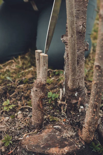 Садівник вирізав молоде дерево для щеплення молодого фруктового дерева на свіжому пнісі — стокове фото