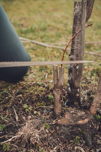 Eine Gärtnerin schneidet im Garten im Garten einen jungen, unfruchtbaren Baum zur Impfung fruchtbarer Obstbäume — Stockfoto