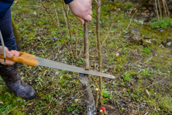 A female gardener cuts a hand in the garden in the garden young, non-fertile tree for the inoculation of fertile fruit tree — Stock Photo, Image