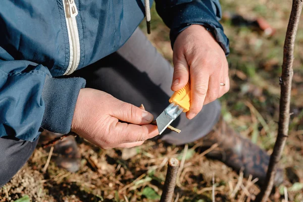 Una jardinera corta un clip de madera para vacunarse con un cuchillo afilado — Foto de Stock