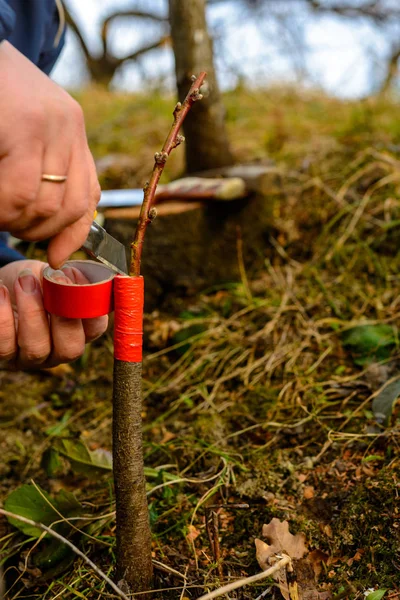 Frau wickelt Pfropfbaum im Garten mit Isolierband ein, um die Feuchtigkeit in Nahaufnahme zu halten — Stockfoto