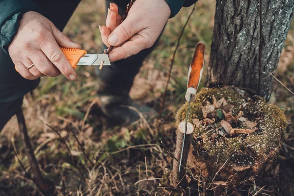 Жінка садівник вирізає затискач деревини для щеплення гострим ножем — стокове фото