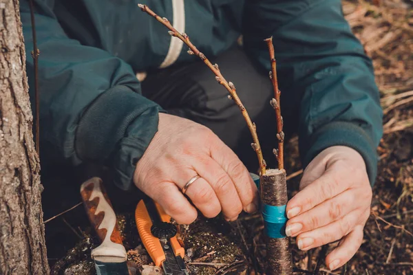 Woman wraps a graft tree with an insulating tape in the garden to detain the damp in it in close-up — Stock Photo, Image