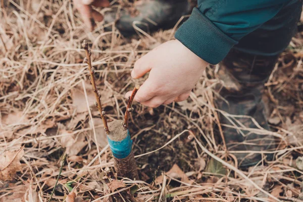 A gardener's woman clogs a cut-off part of the grafted tree to prevent rotting at this place in close-up. — Stock Photo, Image