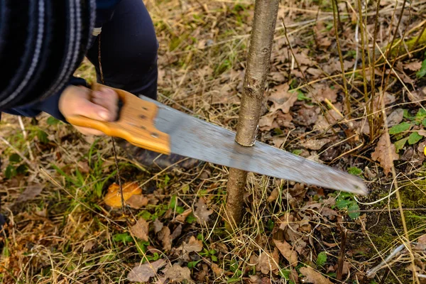 Une jardinière coupe une main dans le jardin dans le jardin jeune arbre non fertile pour l'inoculation d'un arbre fruitier fertile — Photo