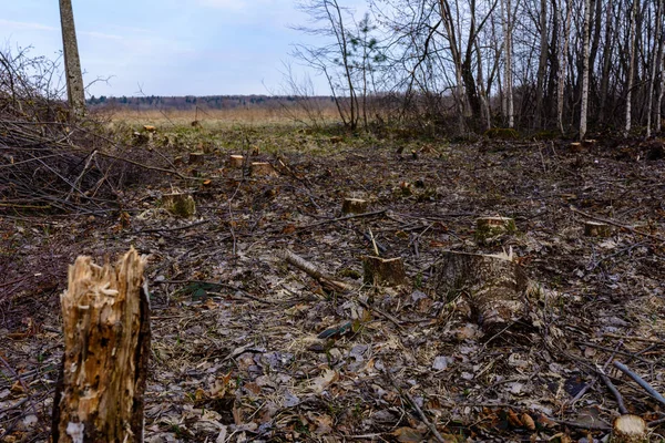 Екологічна катастрофа, масштабне руйнування молодого лісу . — стокове фото