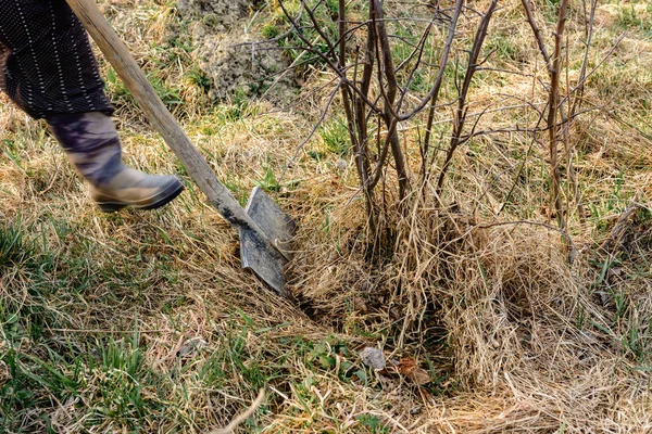 Close-up, jardineiros na primavera estão tentando remover uma árvore seca, arrancando suas raízes com uma pá em uma grande grama seca com folhas . — Fotografia de Stock