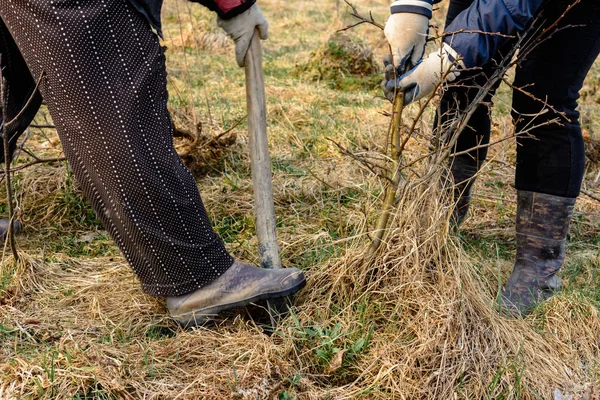 Mulheres cavar o estoque na floresta para plantá-lo no jardim em casa . — Fotografia de Stock