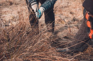 Kürek kullanan bir kadın, yabani tarlada bir ağaç kazar..