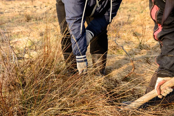 Kürek kullanan bir kadın, yabani tarlada bir ağaç kazar..