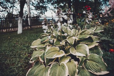 Hosta, genellikle hostes, zambak ve bazen de Japon adı Giboshi olan bir bitki cinsidir..