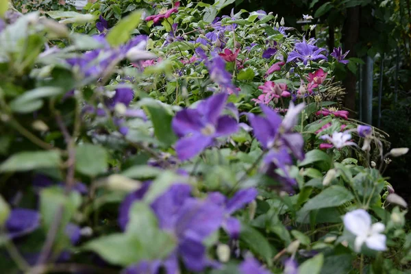 Belles fleurs de clématites violettes fleuries avec des gouttelettes de pluie, Gros buisson de clématites poussant dans le jardin . — Photo