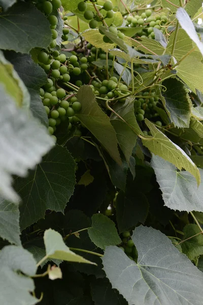 Green grapes hanging on the branches and unripe green grapes — Stock Photo, Image