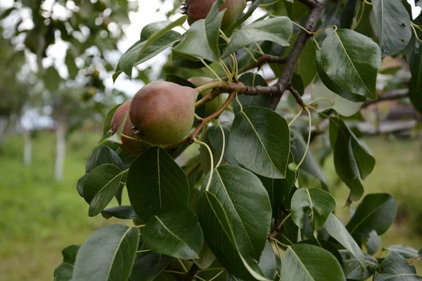 Las peras dulces veraniegas que maduran en el árbol — Foto de Stock