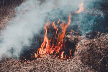 Dünya üzerinden yayılan fungal çim ve duman insan sağlığı için çok tehlikelidir