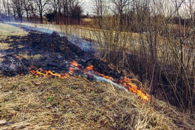 Düşmüş Kuru Çim, küçük hayvanların ve böceklerin hayatları için tehlikelidir, hem de insan sağlığına zarar verir