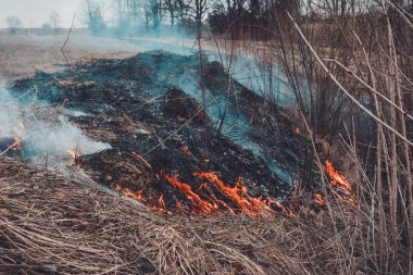 Kuru Çim, böcek, kirpi ve tavşan yanan itibaren öldürüldü
