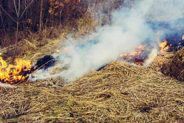 Houská tráva a kouř, který se šíří po zemi, je pro lidské zdraví velmi nebezpečný — Stock fotografie
