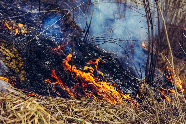 От сжигания сухой травы погибают насекомые, ёжики и кролики — стоковое фото