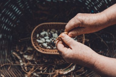 Beyaz ve mor cüce fasulye fasulye bakla kurutma.
