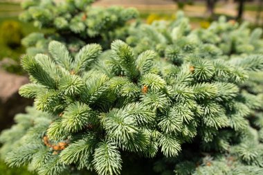 Noel ağacının muhteşem yeşil dokusu yakın.