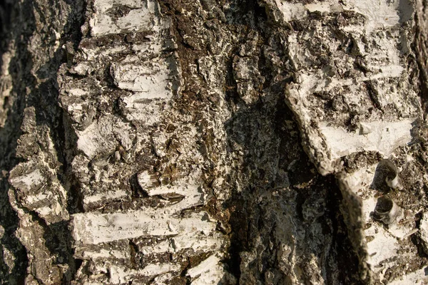 A casca da cereja da árvore frutífera é clareada com limão, a textura da casca . — Fotografia de Stock