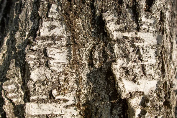 A casca da cereja da árvore frutífera é clareada com limão, a textura da casca . — Fotografia de Stock