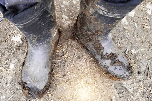 黑色深色脏橡胶靴或泥、粘土和粪便中腿的顶视图 — 图库照片