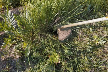 Trimmer bahçede çim ve otlar yaz biçiyor, yakın çekim.