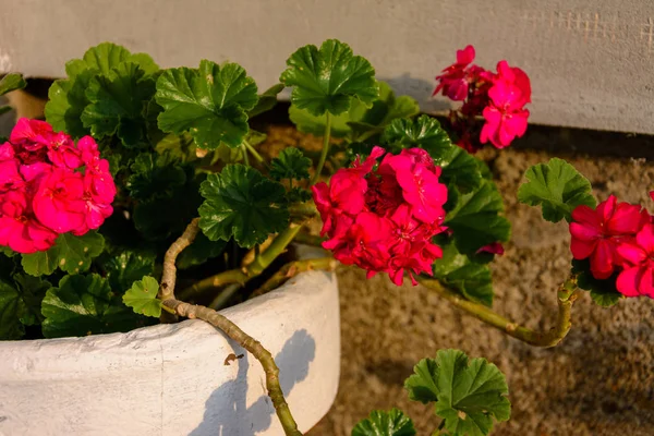 Rote Geraniengarten und Hausblumen, Nahaufnahme von Geranienblüten. — Stockfoto