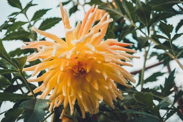 Dahlia is a lovely fragrant big flower in the home garden. — Stock Photo, Image