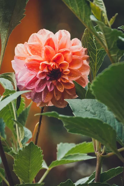 Dahlia is a lovely fragrant big flower in the home garden. — Stock Photo, Image