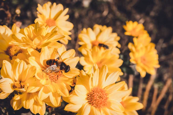 Sommer und Herbst blühende orange Gerbera Blumen Hintergrund, Biene auf Blume sammelt Pollen. — Stockfoto