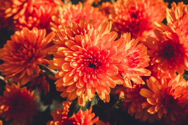 Red beautiful chrysanthemum in summer garden in countryside on flowerbed. — Stock Photo, Image